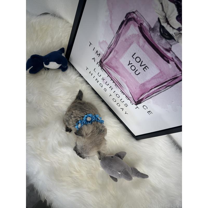 販売中の栃木県のミックス犬-422849の7枚目