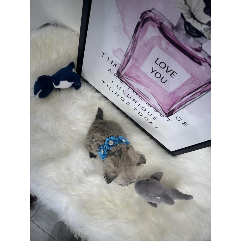 販売中の栃木県のミックス犬-422849の6枚目