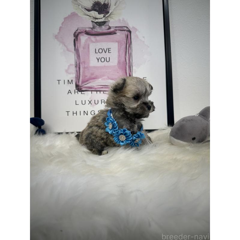 販売中の栃木県のミックス犬-422849の5枚目