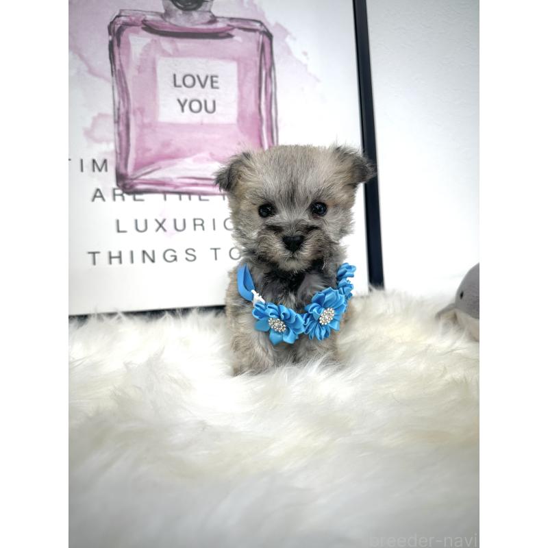 販売中の栃木県のミックス犬-422849の4枚目