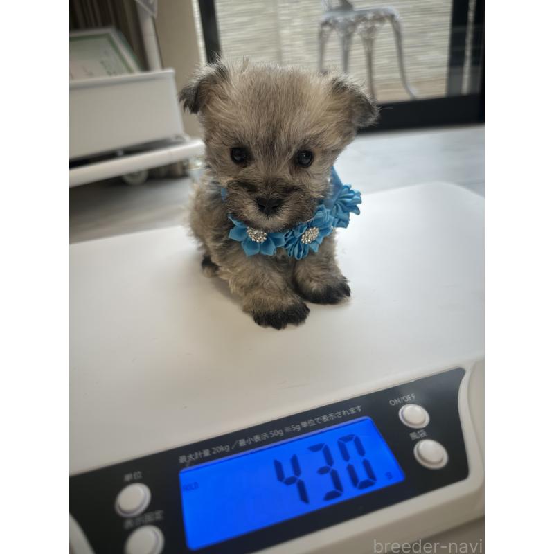 販売中の栃木県のミックス犬-422849の3枚目