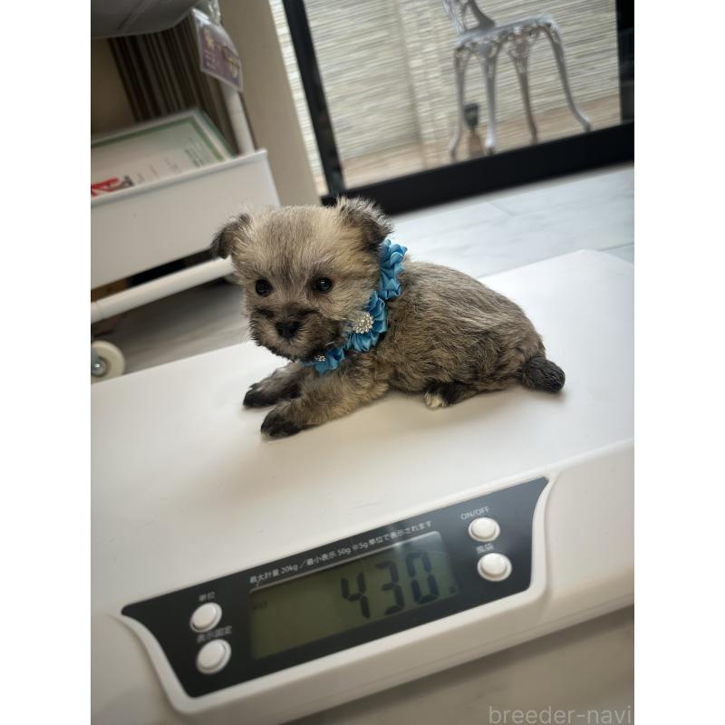 販売中の栃木県のミックス犬-422849の2枚目