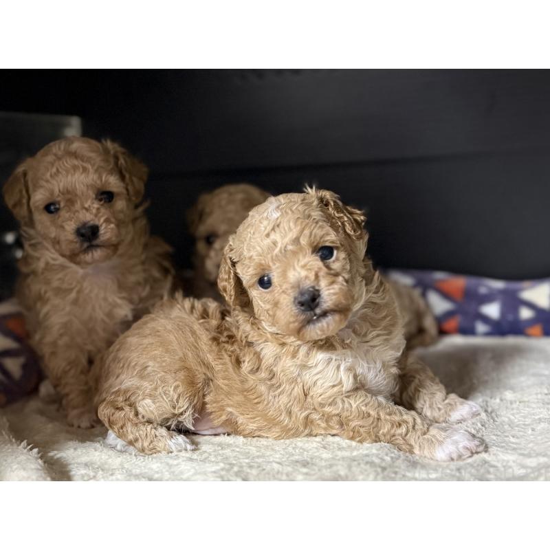 販売中の東京都のマルプー:マルチーズ×トイプードル-420832