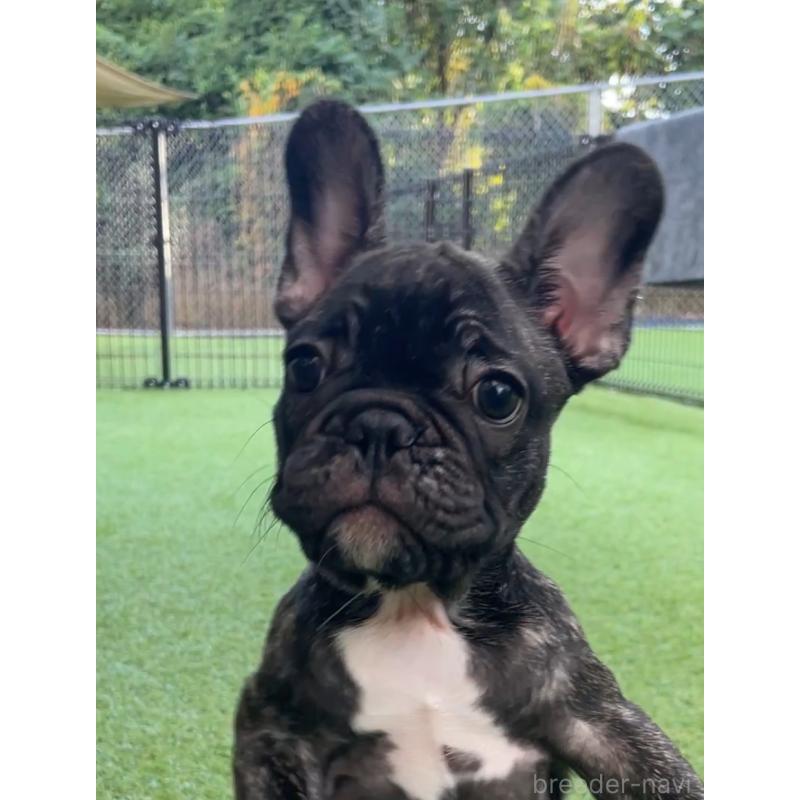 販売中の山口県のフレンチブルドッグ-413368の2枚目