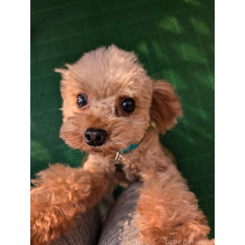 販売中の岡山県のティーカッププードル-425770の1枚目