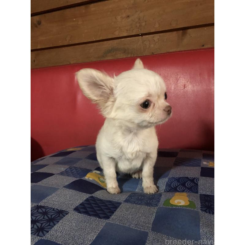 販売中の兵庫県のチワワ(ロングコート)-413797の8枚目