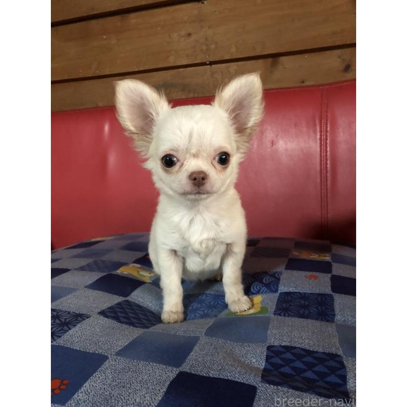 販売中の兵庫県のチワワ(ロングコート)-413797の7枚目