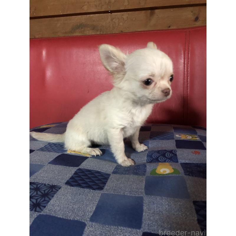 販売中の兵庫県のチワワ(ロングコート)-413797の6枚目