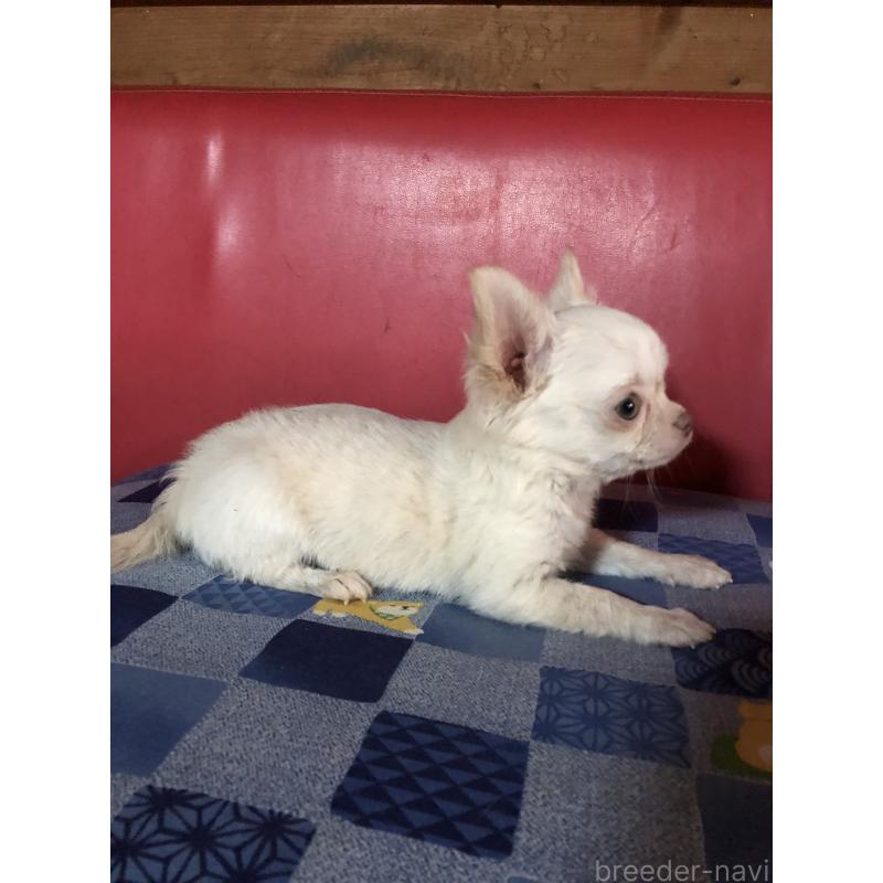 販売中の兵庫県のチワワ(ロングコート)-413797の5枚目