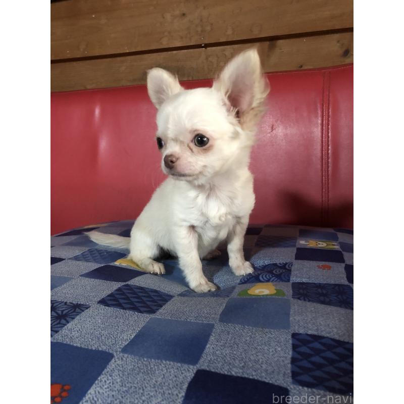 販売中の兵庫県のチワワ(ロングコート)-413797の4枚目