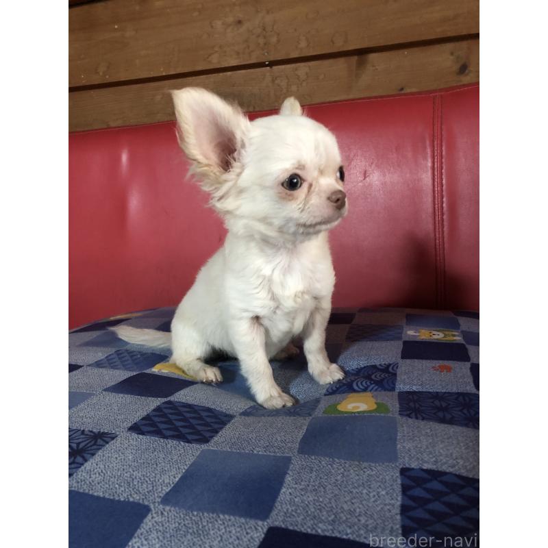 販売中の兵庫県のチワワ(ロングコート)-413797の3枚目