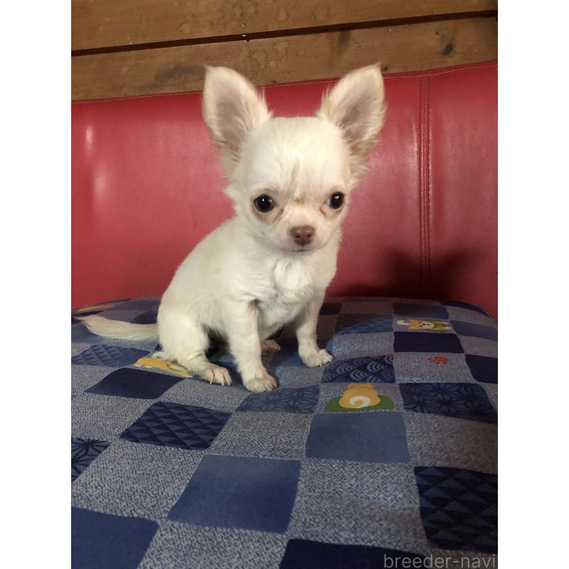 販売中の兵庫県のチワワ(ロングコート)-413797の2枚目