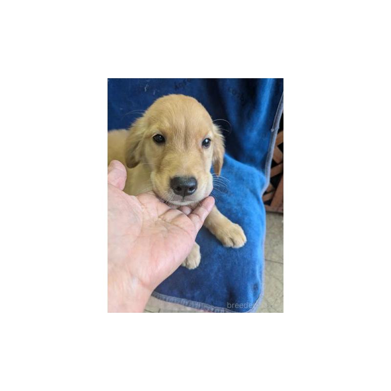 販売中の鹿児島県のゴールデンレトリーバー-422586の3枚目