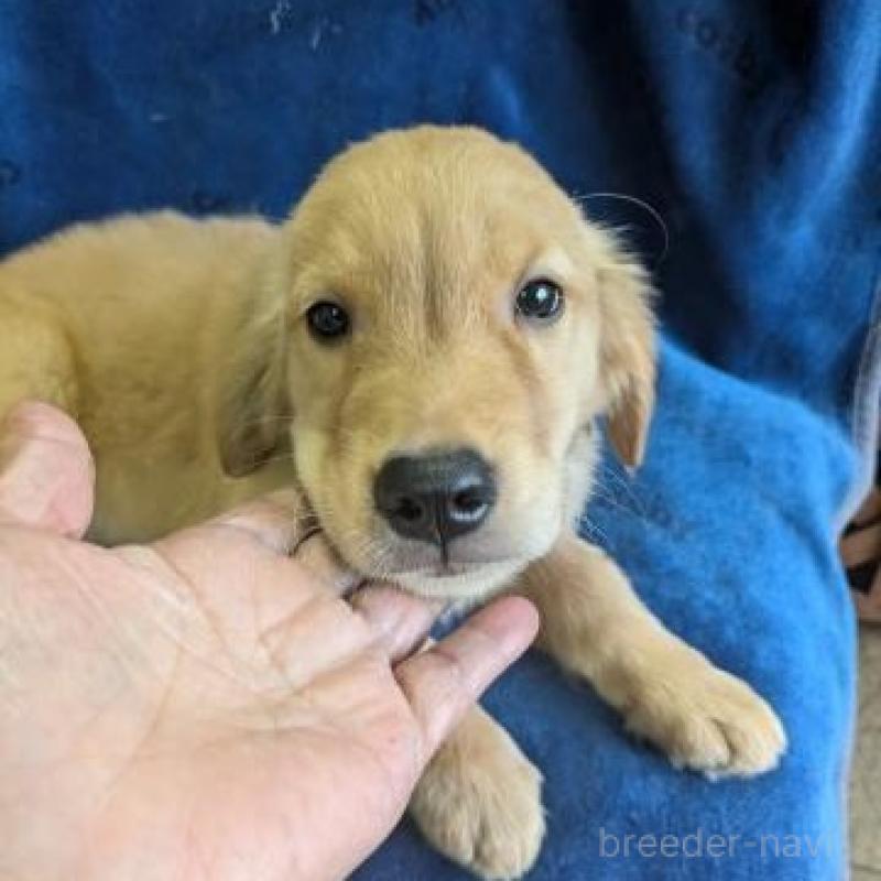 販売中の鹿児島県のゴールデンレトリーバー-422586の1枚目