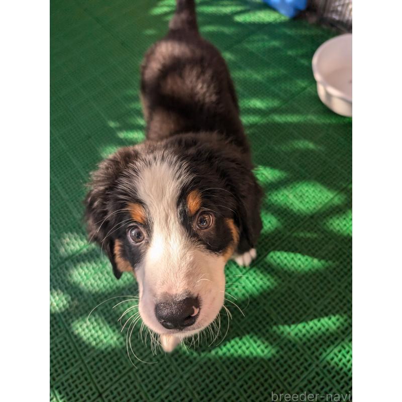 販売中の岡山県のバーニーズマウンテンドッグ-414936