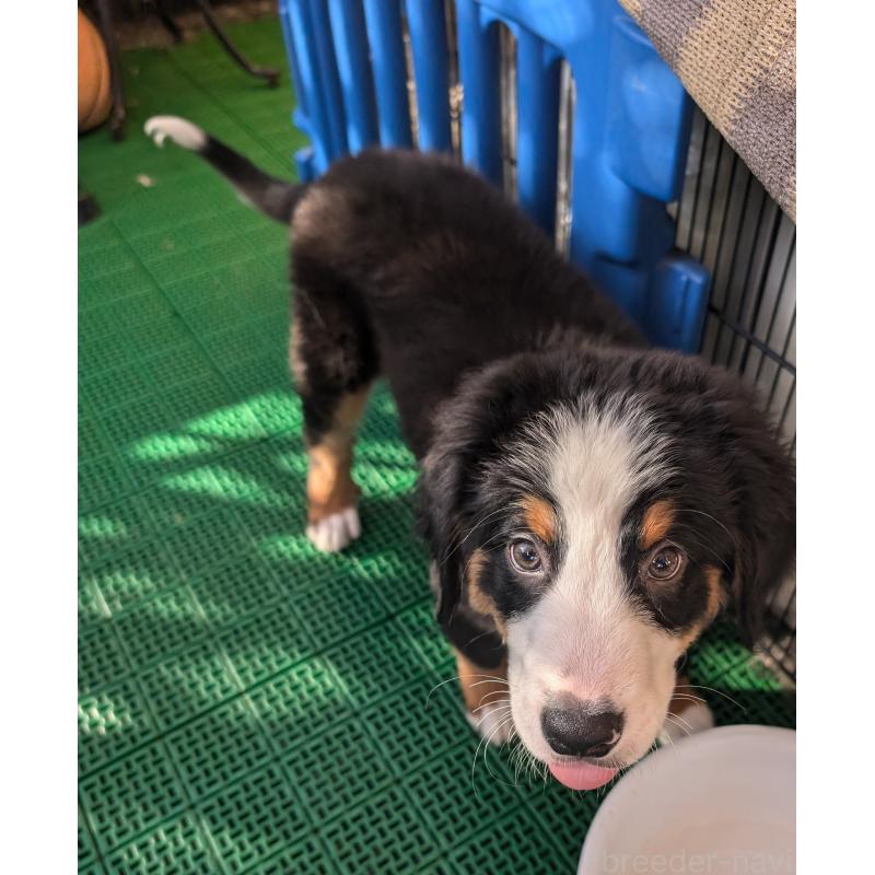 販売中の岡山県のバーニーズマウンテンドッグ-414936の3枚目