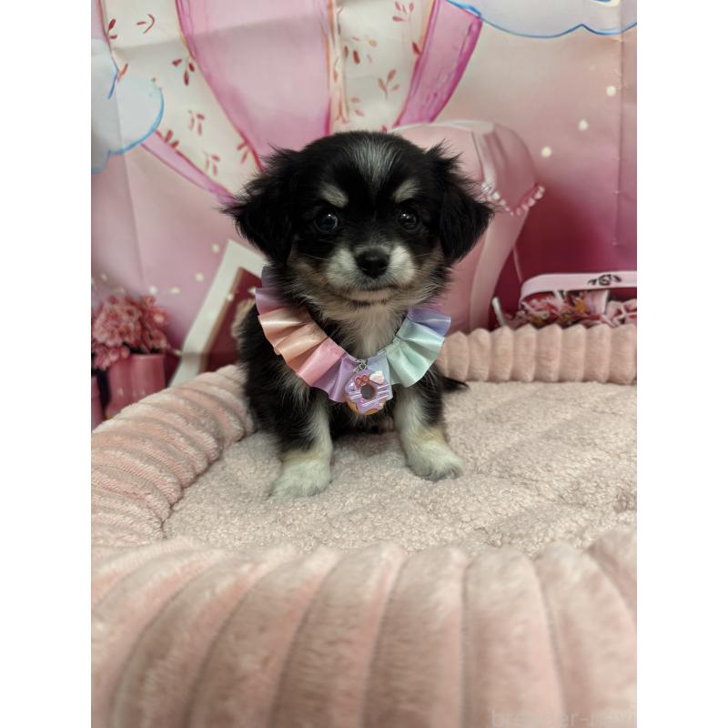 成約済の埼玉県のチワマル:チワワ×マルチーズ-420154の2枚目