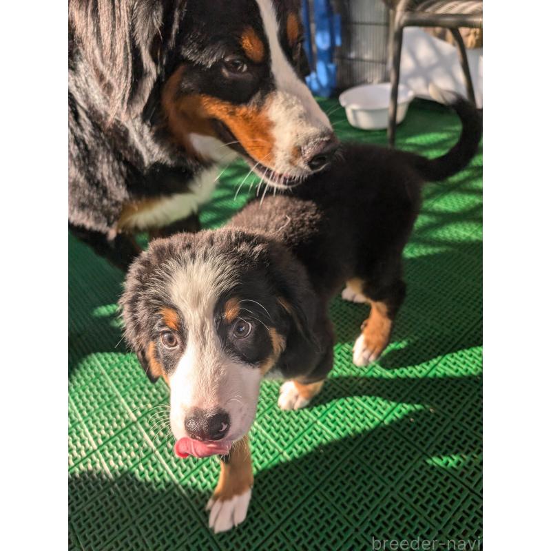 販売中の岡山県のバーニーズマウンテンドッグ-414936の2枚目