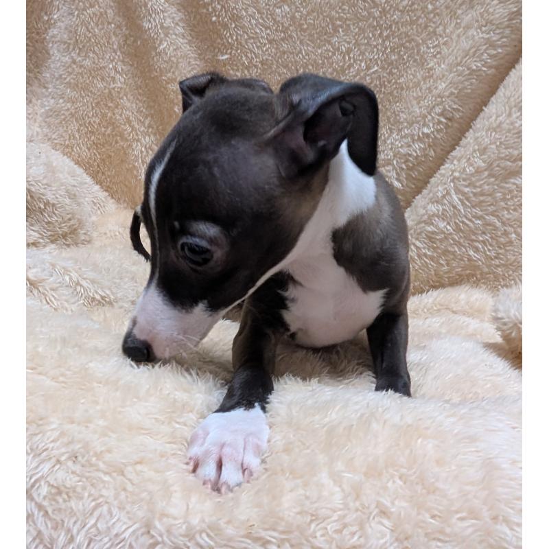 成約済の愛媛県のイタリアングレーハウンド(イタグレ)-406981の8枚目