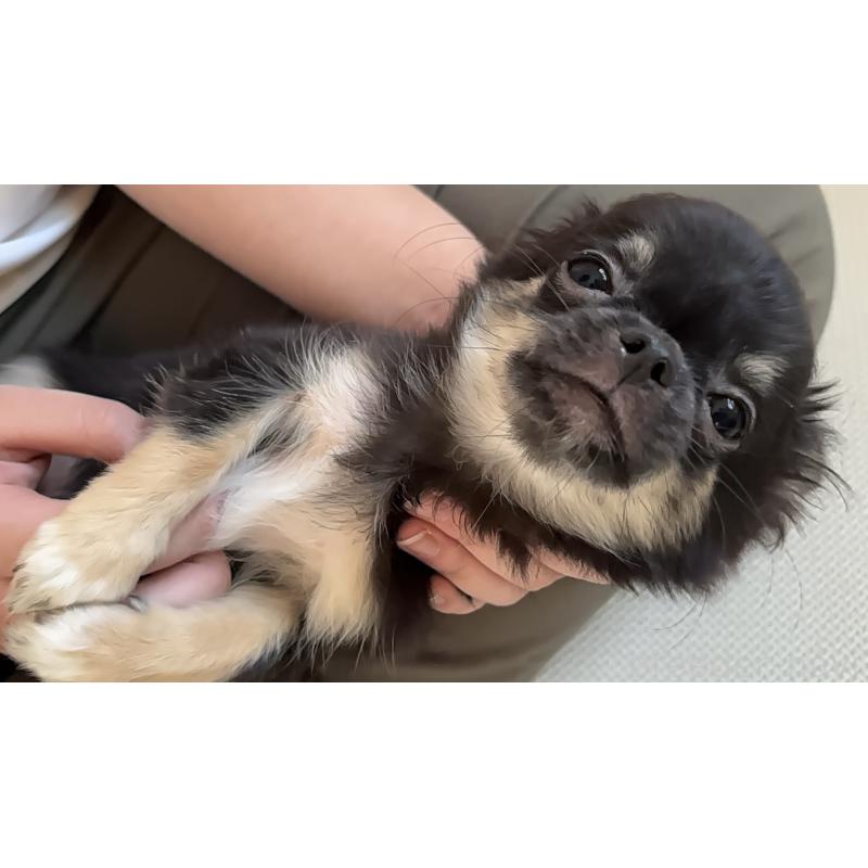 販売中の広島県のチワワ(ロングコート)-419527の4枚目