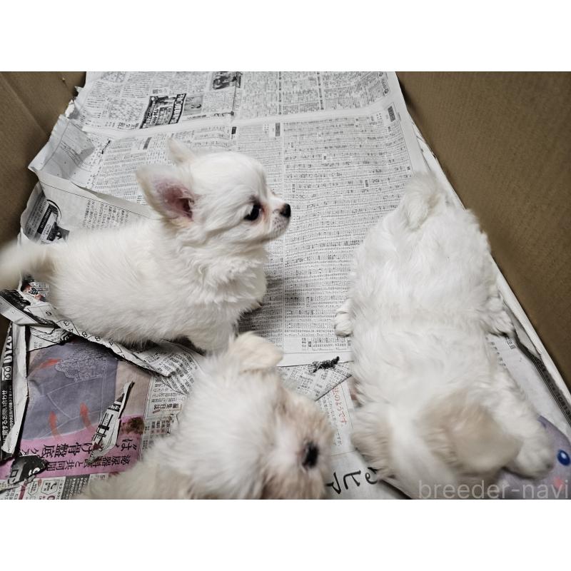 成約済の愛知県のチワワ(ロングコート)-420084の3枚目