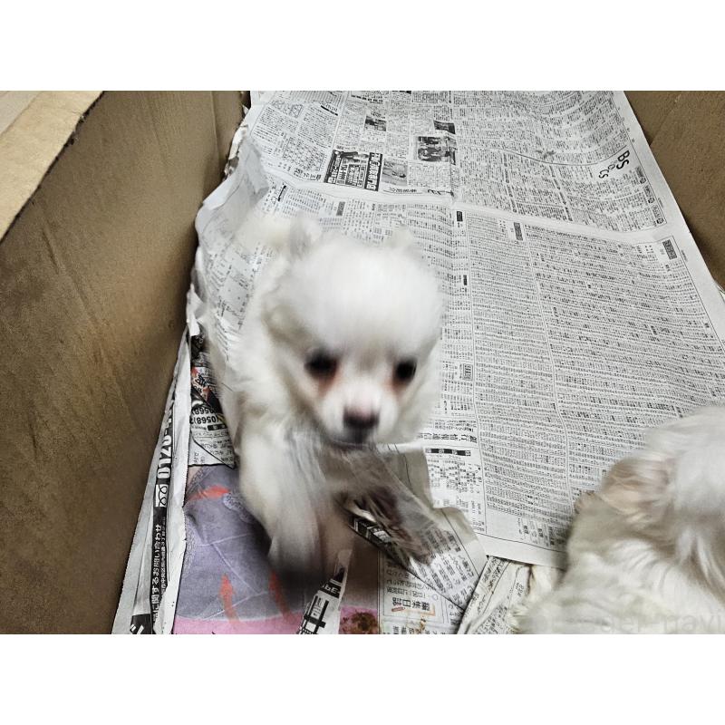 成約済の愛知県のチワワ(ロングコート)-420084の2枚目