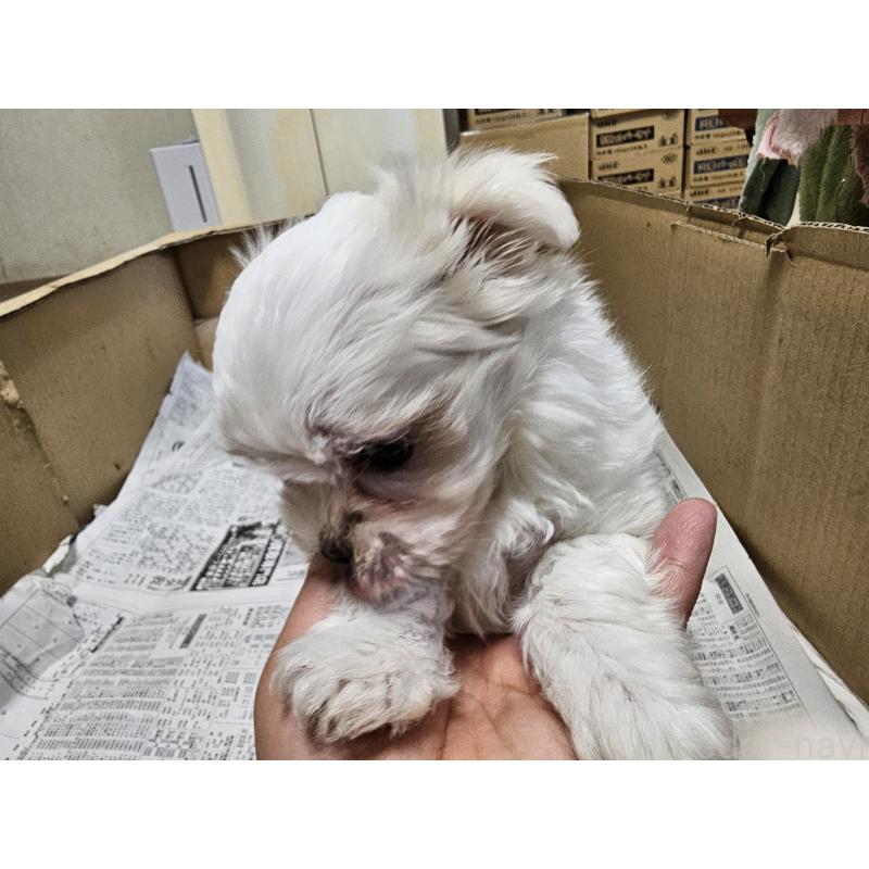 販売中の愛知県のマルチーズ-422592の5枚目