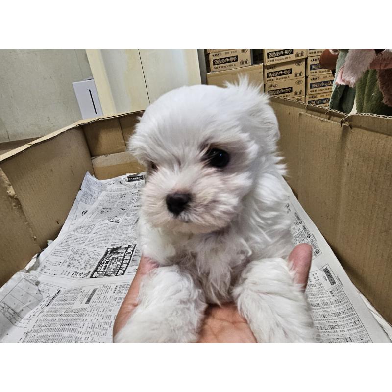 販売中の愛知県のマルチーズ-422592の4枚目