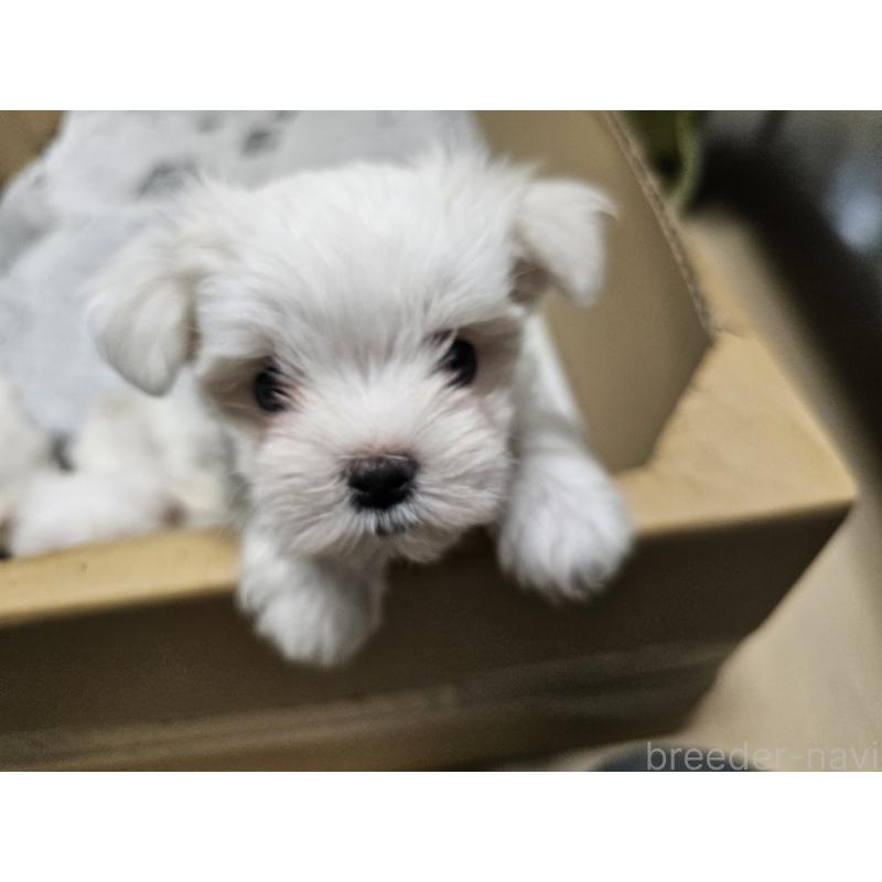 販売中の愛知県のマルチーズ-422592の3枚目