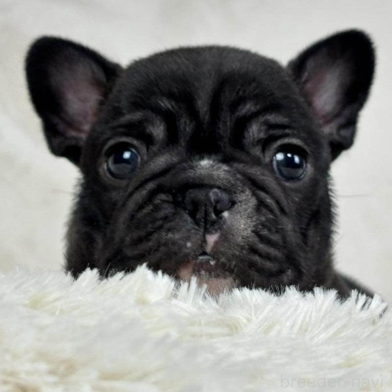 販売中の静岡県のフレンチブルドッグ-422593の1枚目