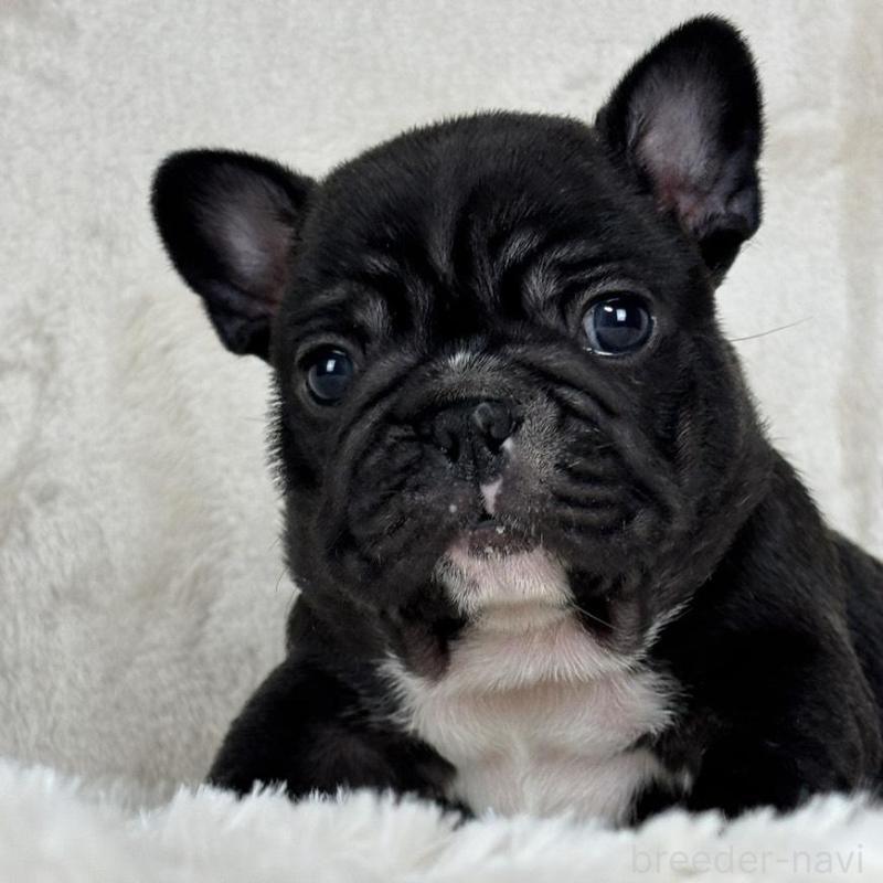 販売中の静岡県のフレンチブルドッグ-422593の5枚目