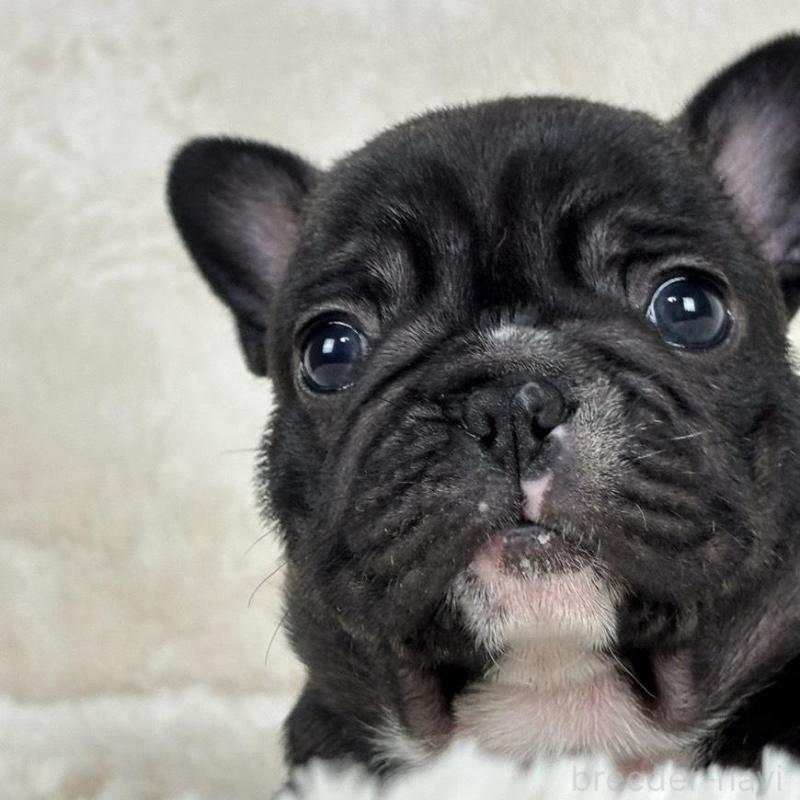 販売中の静岡県のフレンチブルドッグ-422593の4枚目