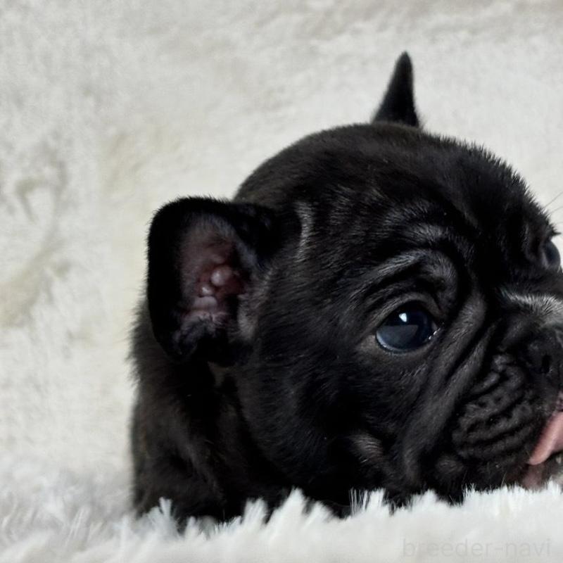 販売中の静岡県のフレンチブルドッグ-422593の3枚目