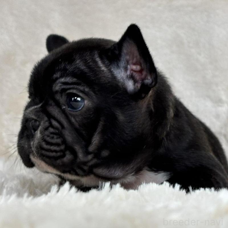 販売中の静岡県のフレンチブルドッグ-422593の2枚目