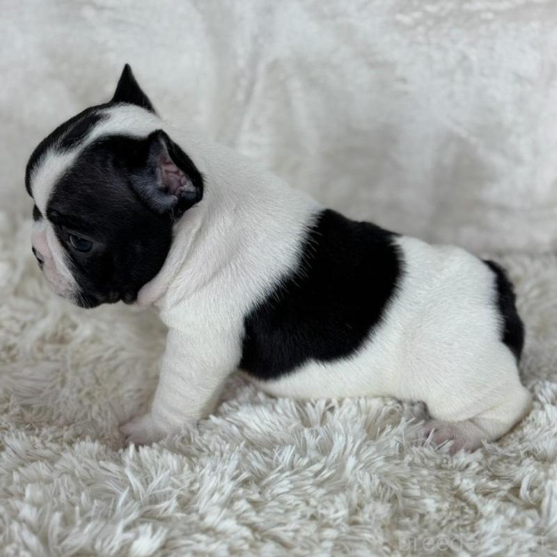 販売中の静岡県のフレンチブルドッグ-422594の5枚目