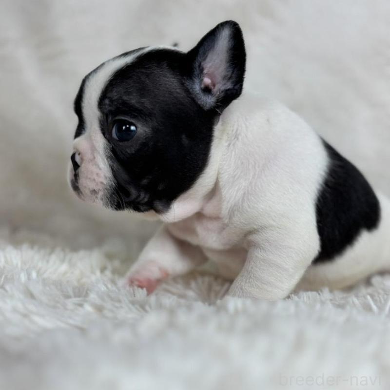 販売中の静岡県のフレンチブルドッグ-422594の4枚目