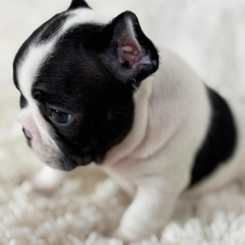 販売中の静岡県のフレンチブルドッグ-422594の3枚目