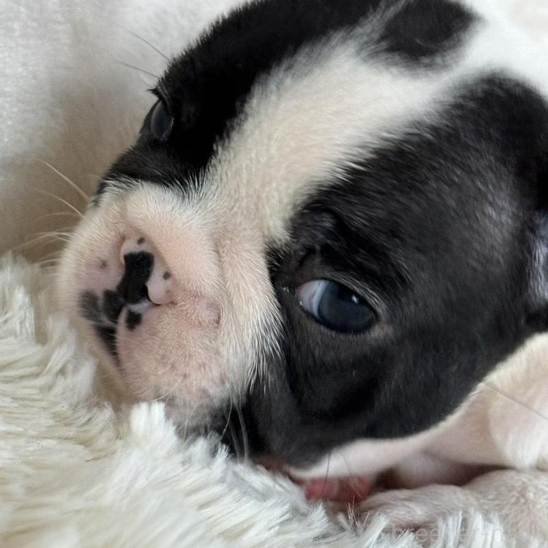 販売中の静岡県のフレンチブルドッグ-422594の2枚目