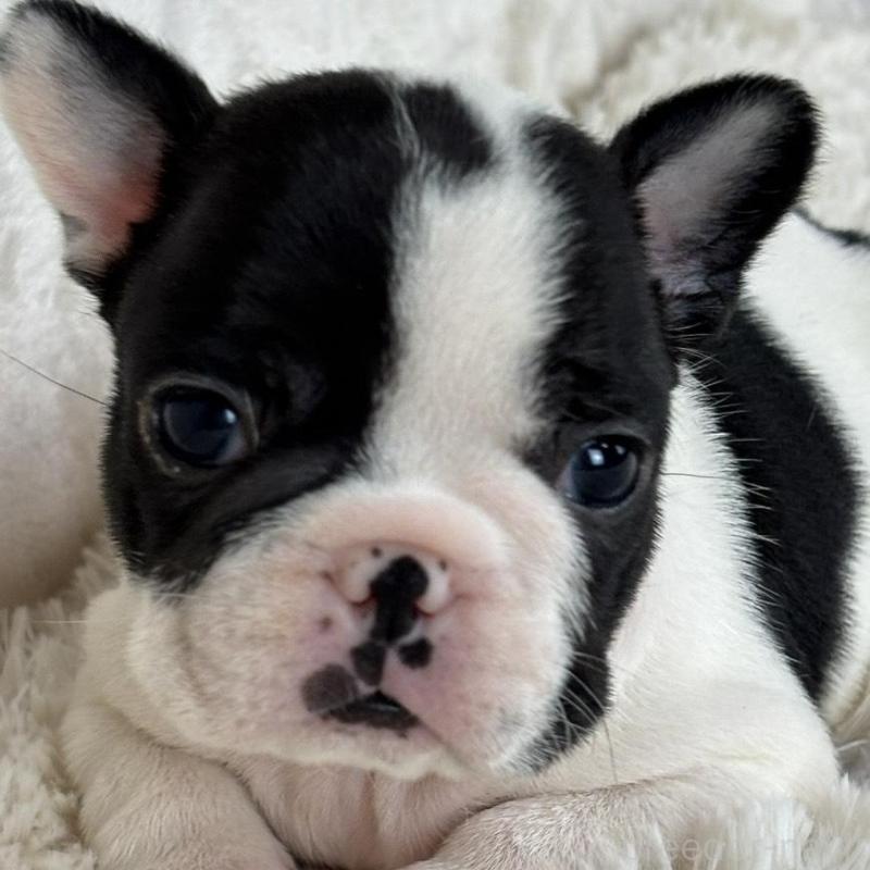 販売中の静岡県のフレンチブルドッグ-422594