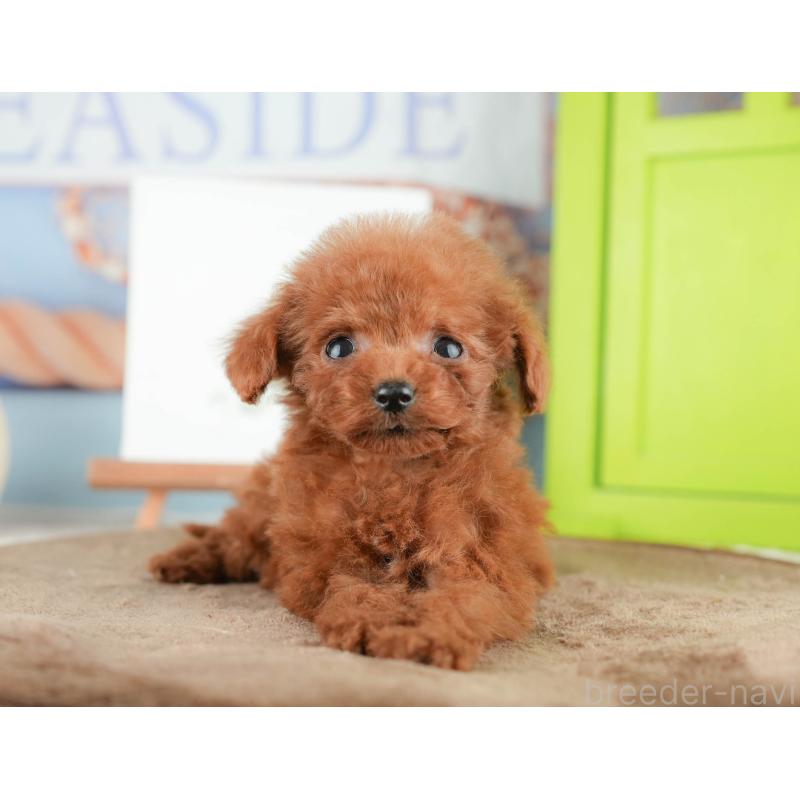 販売中の千葉県のタイニープードル-424289の11枚目