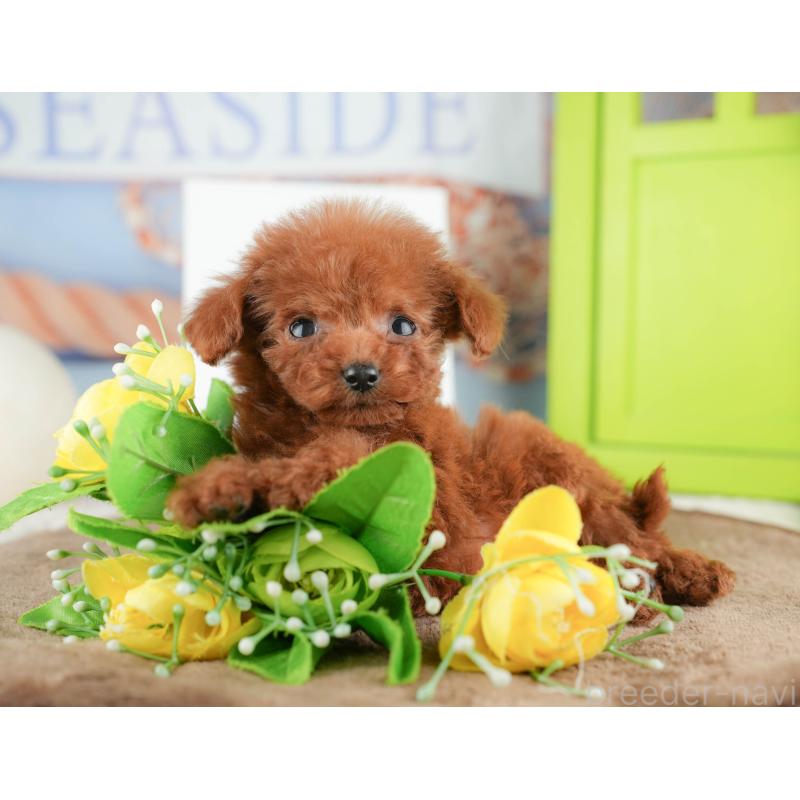 販売中の千葉県のタイニープードル-424289の10枚目