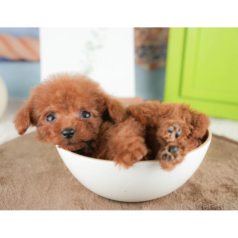 販売中の千葉県のタイニープードル-424289の9枚目