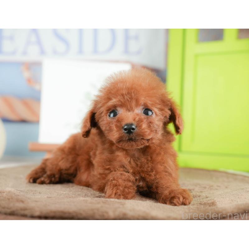 販売中の千葉県のタイニープードル-424289の8枚目