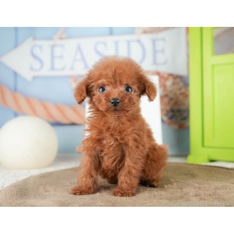 販売中の千葉県のタイニープードル-424289の7枚目