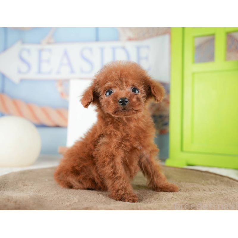 販売中の千葉県のタイニープードル-424289の6枚目