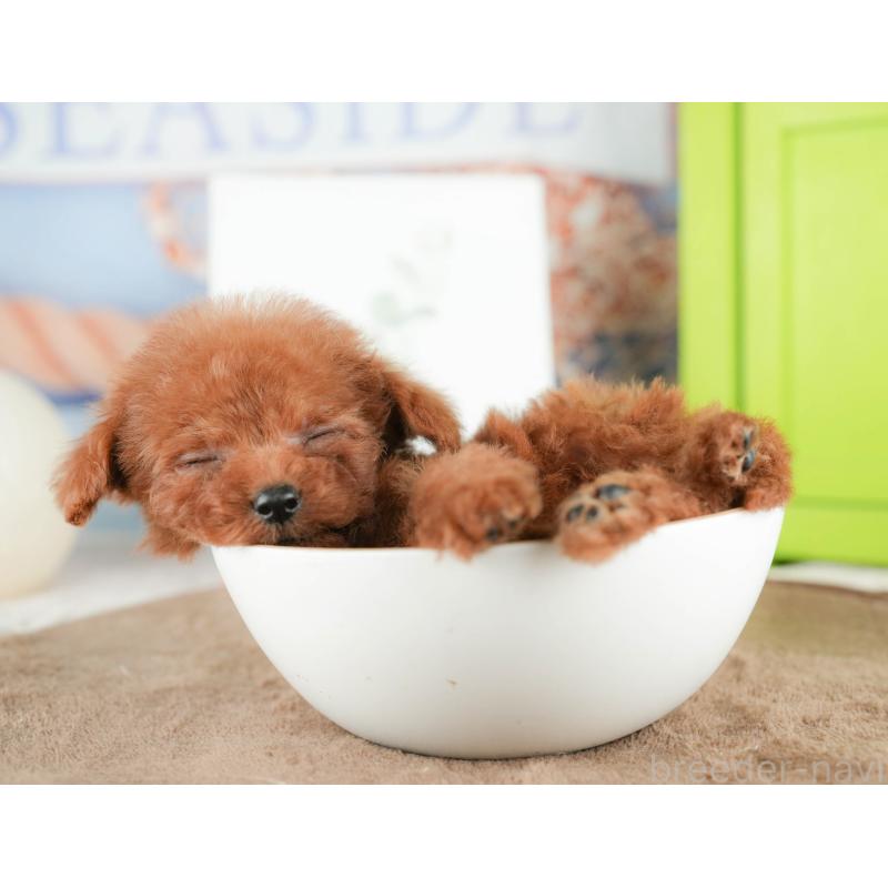 販売中の千葉県のタイニープードル-424289の5枚目