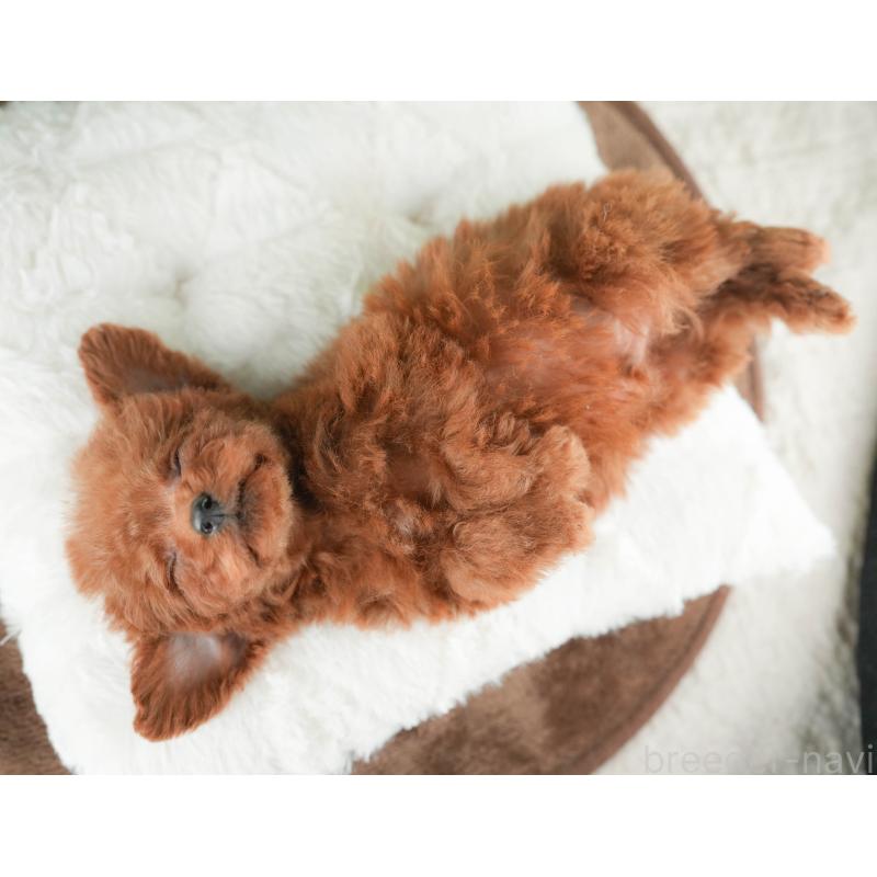 販売中の千葉県のタイニープードル-424289の4枚目