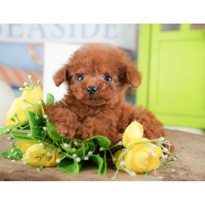 販売中の千葉県のタイニープードル-424289の3枚目