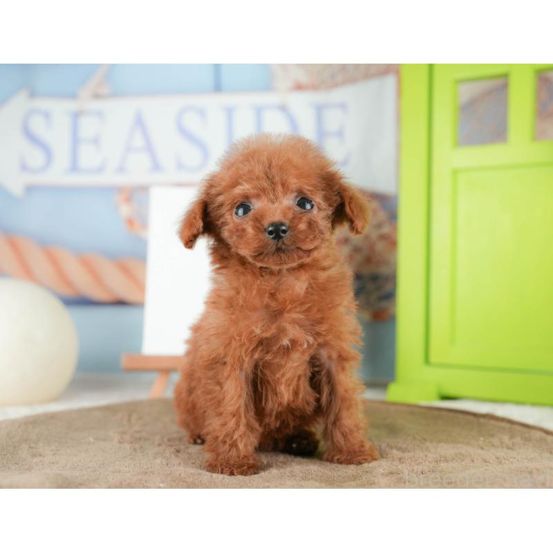 販売中の千葉県のタイニープードル-424289の2枚目