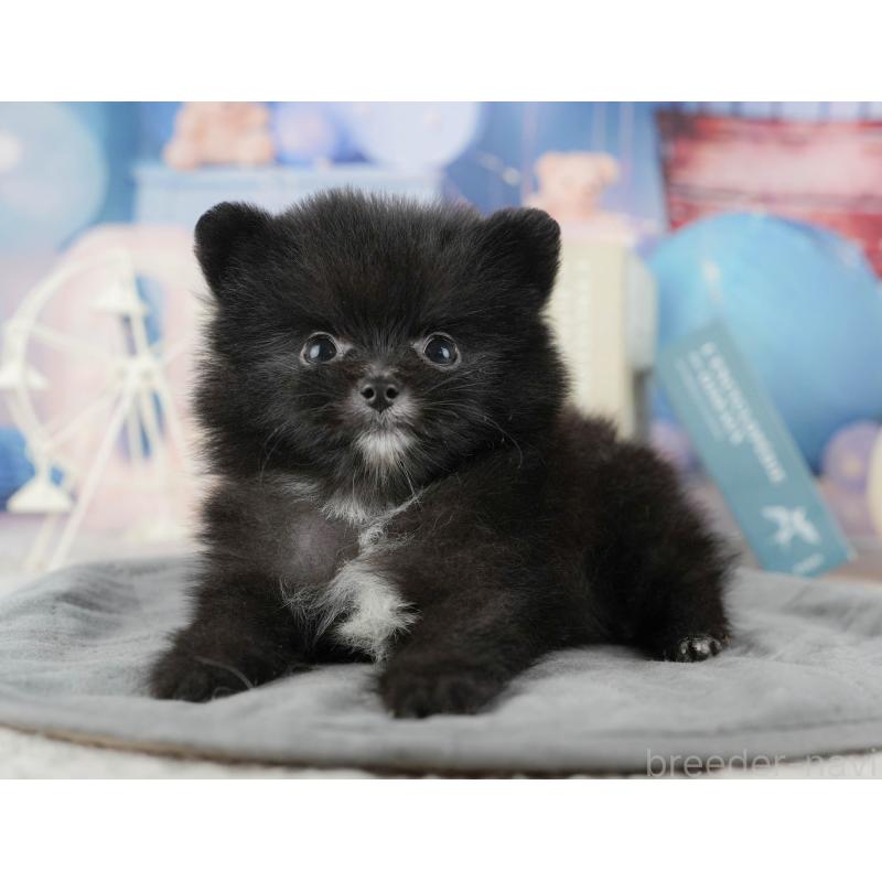 販売中の千葉県のポメラニアン-422938